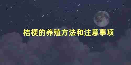 桔梗花养殖方法及注意事项(桔梗花怎么养殖方法)